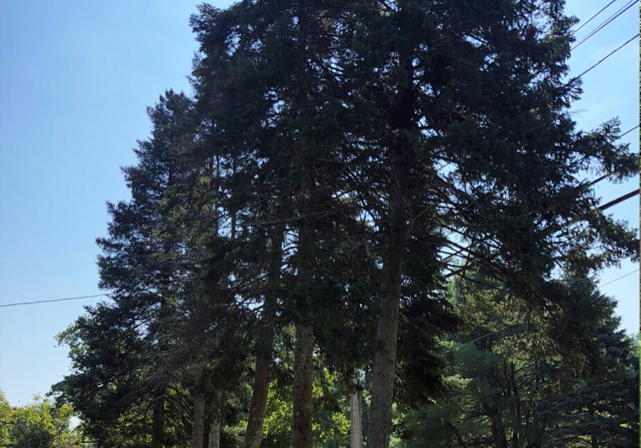 tree-removal-before Tree Removal Before