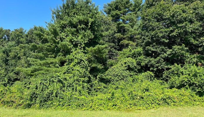 leland invasives Leland invasives
